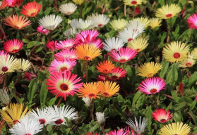 Bojujete každý rok se suchem a rostlinám se na záhonech nedaří? Vysaďte odolné letničky, kterým sucho a slunce nevadí