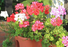 Chcete-li pěstovat muškáty ze semínek, aby byly v létě bohaté a krásně kvetly, s výsevem neotálejte 