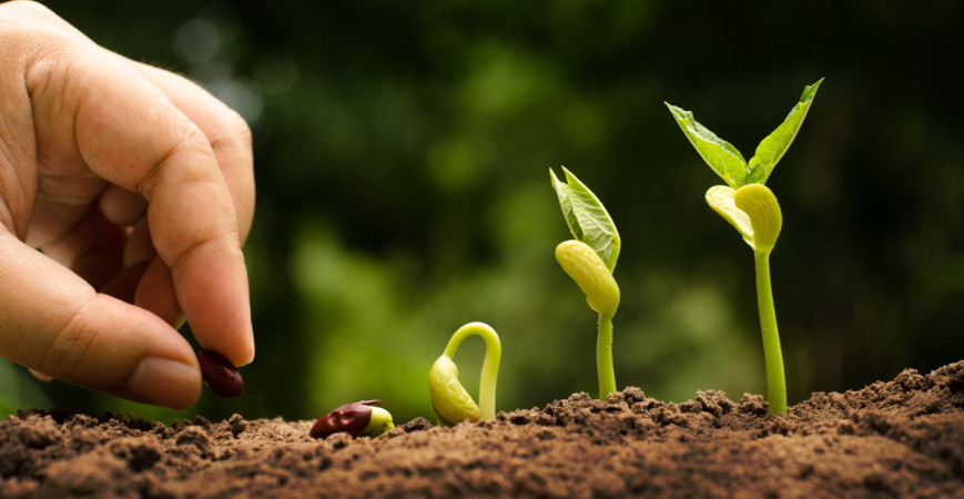 Jiffy nebo substrát, co je lepší pro předpěstování sazeniček? 