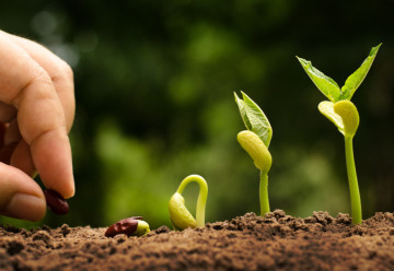 Jiffy nebo substrát, co je lepší pro předpěstování sazeniček? 