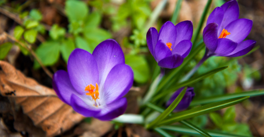 Už máte své favority pro podzimní výsadbu okrasných cibulovin?