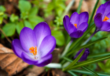 Už máte své favority pro podzimní výsadbu okrasných cibulovin?