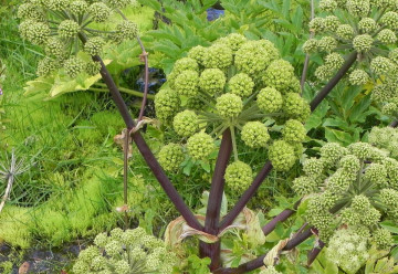 Bylinky od A do Z, aneb není bylina, aby na něco nebyla - Andělika lékařská