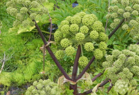 Bylinky od A do Z, aneb není bylina, aby na něco nebyla - Andělika lékařská