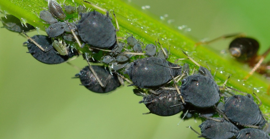 Jak na mšice ekologicky?