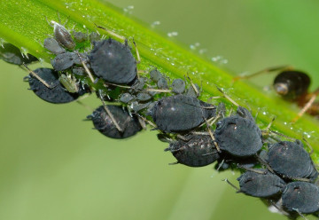 Jak na mšice ekologicky?