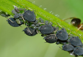 Jak na mšice ekologicky?