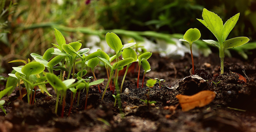 Žádná rostlina nebude prospívat bez kvalitního substrátu