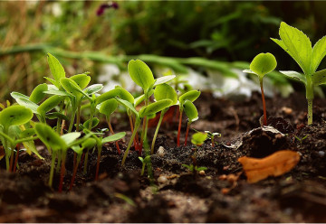 Žádná rostlina nebude prospívat bez kvalitního substrátu