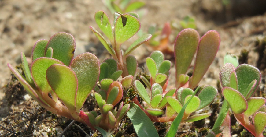Šruchu zelnou - netradiční listová zelenina