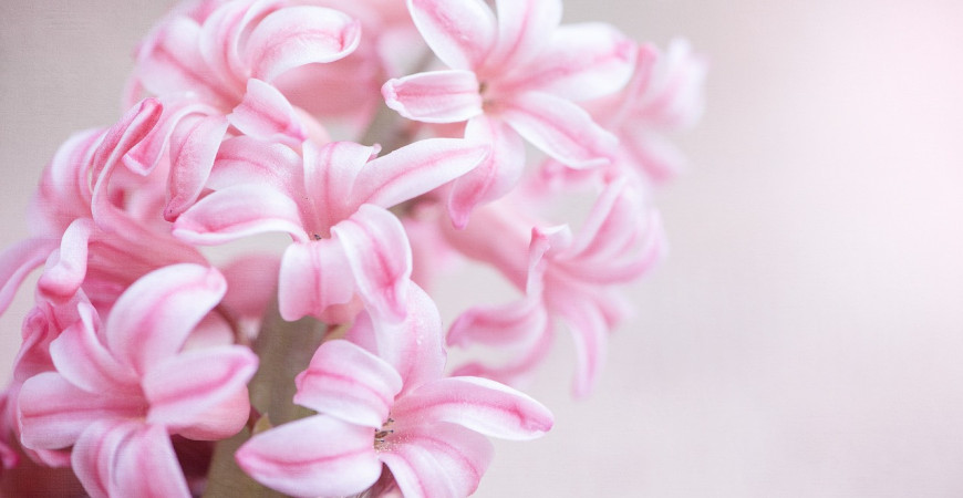 Voňavé jaro s květy hyacintu