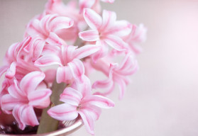 Voňavé jaro s květy hyacintu