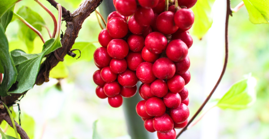 Vypěstujte si vlastní elixíry zdraví 