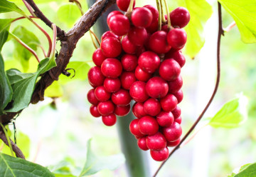 Vypěstujte si vlastní elixíry zdraví 