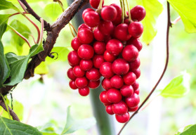 Vypěstujte si vlastní elixíry zdraví 