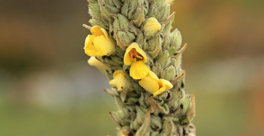 Sázíme a pěstujeme - Divizna