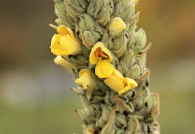 Sázíme a pěstujeme - Divizna