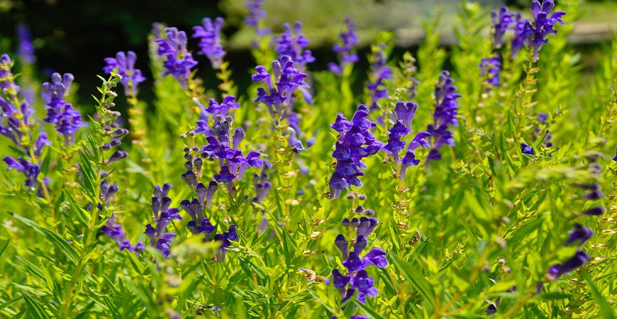 Šišák bajkalský, léčivka na mnohé neduhy