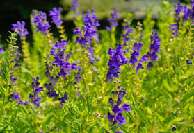 Šišák bajkalský, léčivka na mnohé neduhy