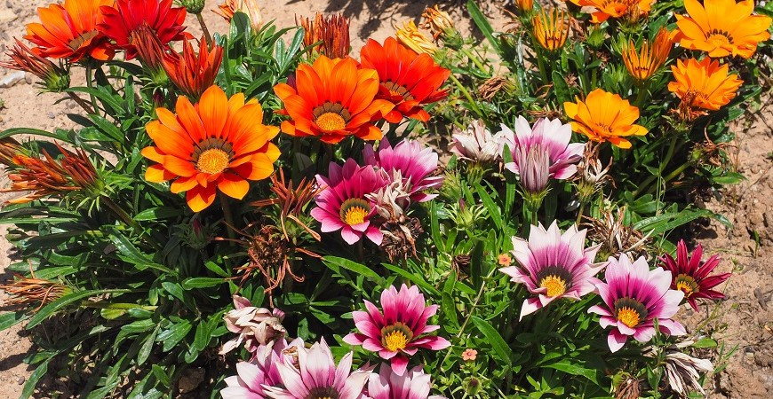 Gazánie svým vzhledem nezapře příbuzenství s kopretinou