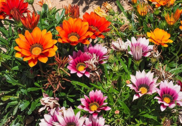 Gazánie svým vzhledem nezapře příbuzenství s kopretinou