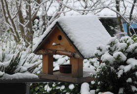 Je sice stále zima, ale ani tak na zahradě nezahálejte 