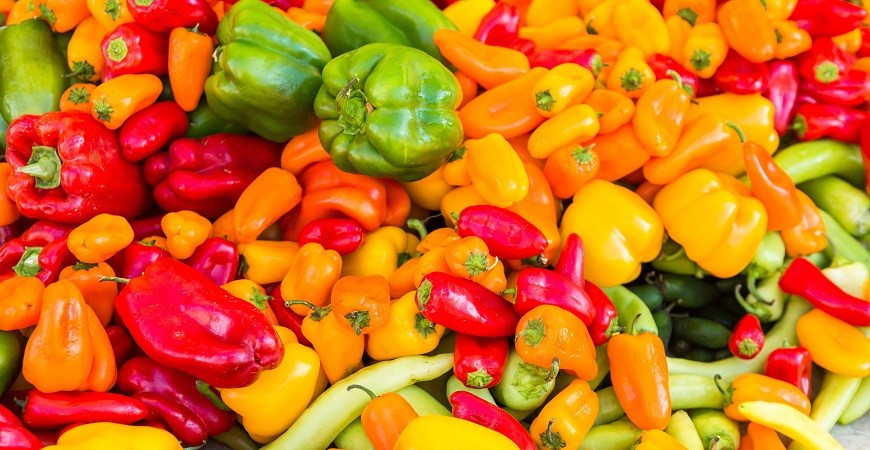 Čas pro výsev paprik je tady