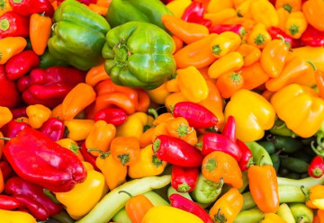 Čas pro výsev paprik je tady