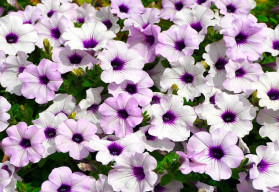 Nezapomněli jste na výsev petúnií?