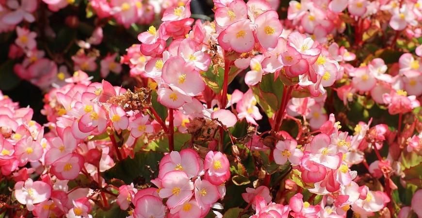 Begonie a jejich pěstování, připravte se na výsadbu