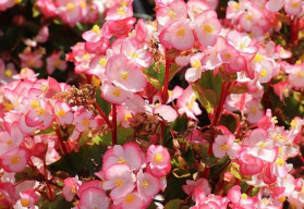 Begonie a jejich pěstování, připravte se na výsadbu