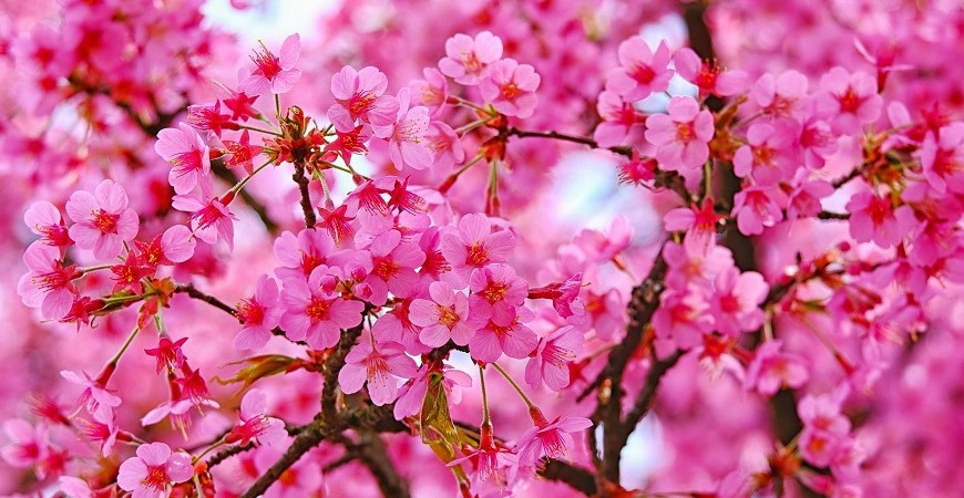 Jak na choroby a škůdce ovocných stromů? Zkuste postřik