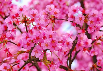 Jak na choroby a škůdce ovocných stromů? Zkuste postřik