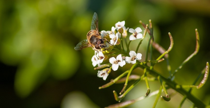 Plevel už na zahradě raší, připravte si z něj třeba lahodný salát