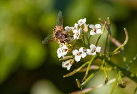 Plevel už na zahradě raší, připravte si z něj třeba lahodný salát