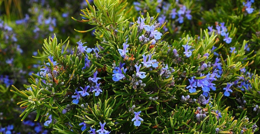  Jaro je vhodné na založení bylinkového záhonu. Jak na to? 