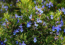  Jaro je vhodné na založení bylinkového záhonu. Jak na to? 