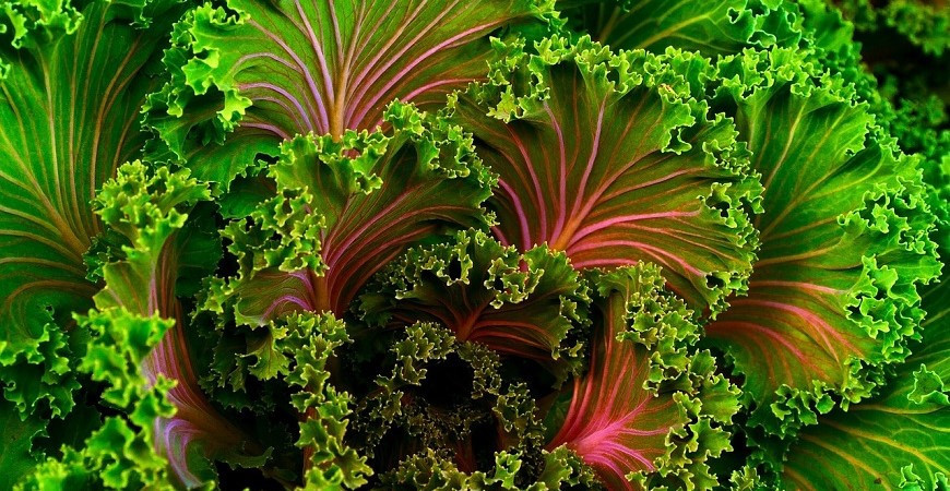 Vysít semena ještě v červenci se vyplatí, úroda bude ještě letos na podzim