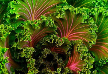 Vysít semena ještě v červenci se vyplatí, úroda bude ještě letos na podzim