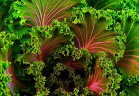 Vysít semena ještě v červenci se vyplatí, úroda bude ještě letos na podzim