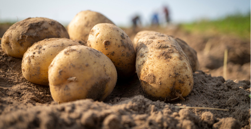 Sázíme a pěstujeme - Brambory