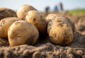 Sázíme a pěstujeme - Brambory