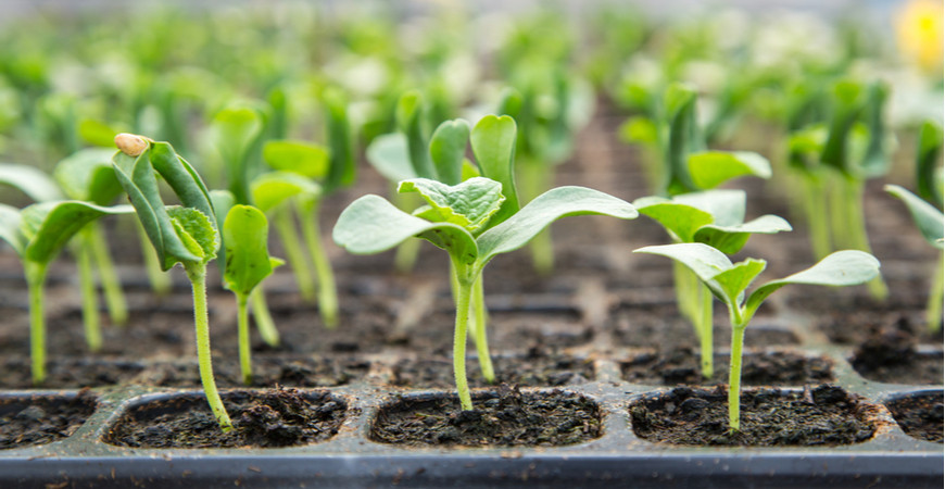 Pomocníci k předpěstovávání sazenic