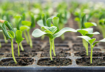 Pomocníci k předpěstovávání sazenic