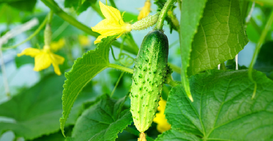 Jak vypěstovat krásné a chutné okurky