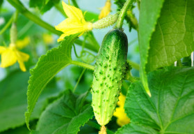 Jak vypěstovat krásné a chutné okurky