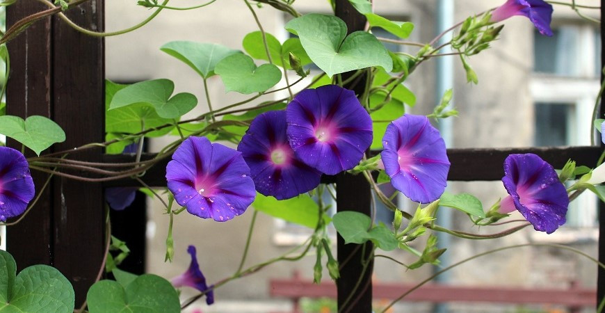 Liány, které zakryjí nevzhledná místa v zahradě