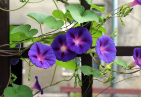 Liány, které zakryjí nevzhledná místa v zahradě