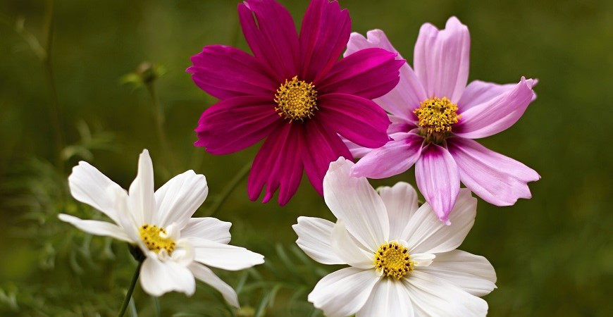 Krásenka - něžná letnička s okatými hvězdnicovitými květy