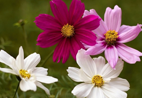 Krásenka - něžná letnička s okatými hvězdnicovitými květy